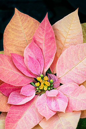Poinsettia 'Autumn Leaves'