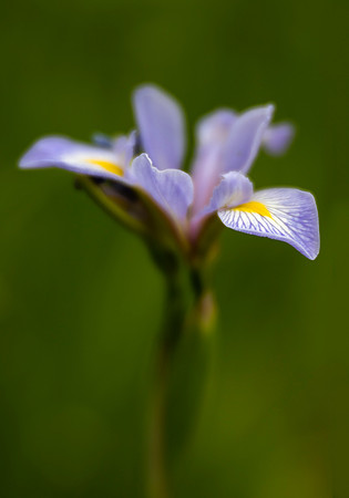 Siberian Iris