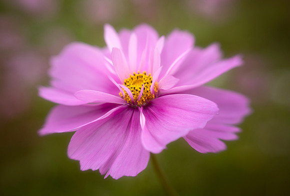 Ruffled Cosmos