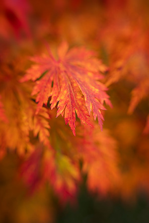 Fernleaf Japanese Maple