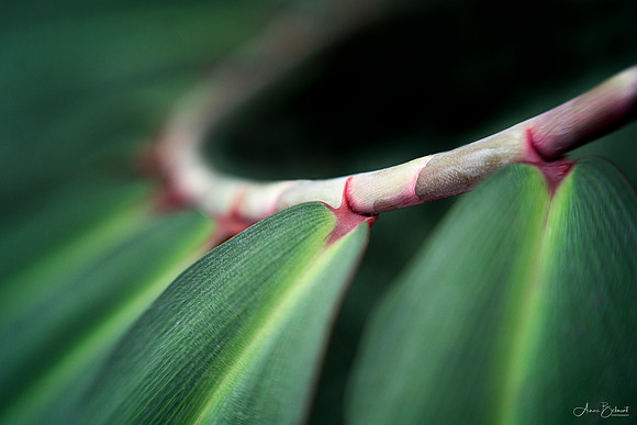 Costus vergasii 'Raspberry Yogurt'