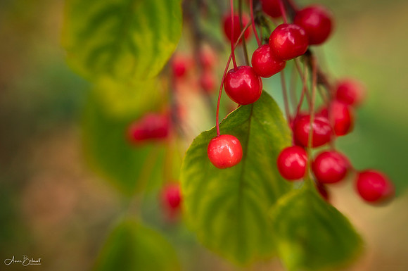 Crabapple Tree in Fall