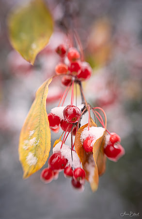 Crabapple Tree in Winter