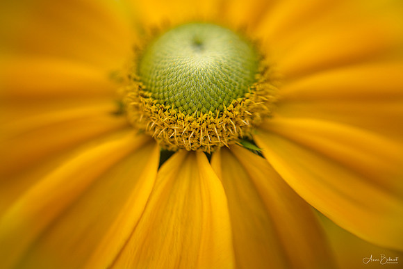 Rudbeckia hirta 'Prairie Sun'