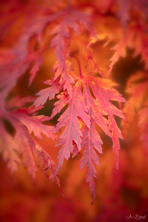Fernleaf Japanese Maple