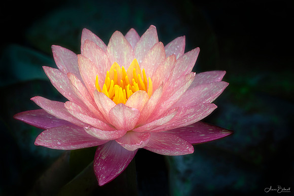 Longwood Waterlily