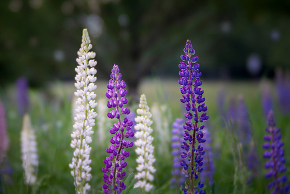 Lupines of Madeline Island
