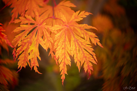 Fernleaf Japanese Maple in the Japanese Garden