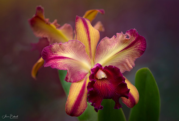 Cattleya Orchid