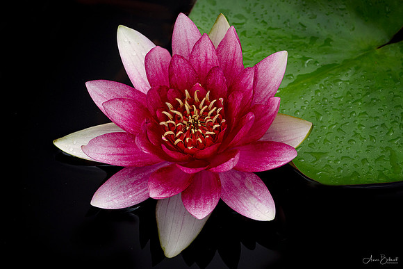 Longwood Waterlily