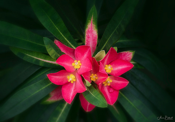 Jamaican Poinsettia