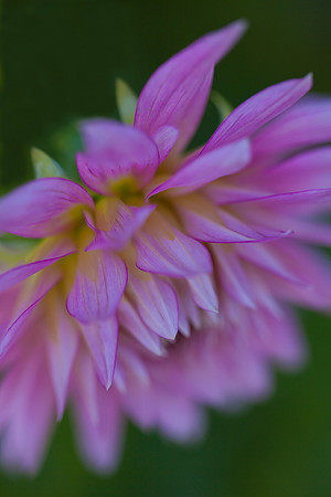 Dahlia