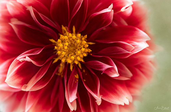 Festive Dahlia
