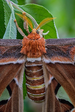 Atlas Moth - Female