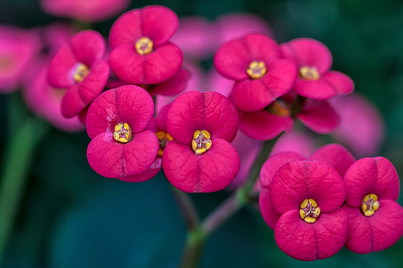 Crown of Thorns