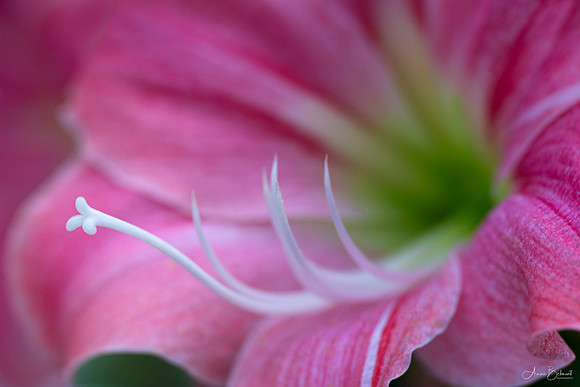 Amaryrllis