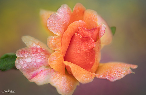 Raindrops on Roses
