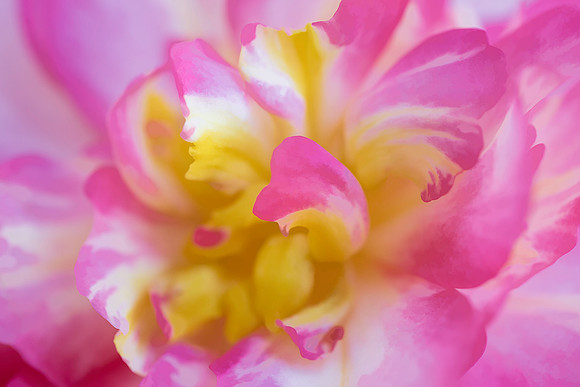 Splash of Color