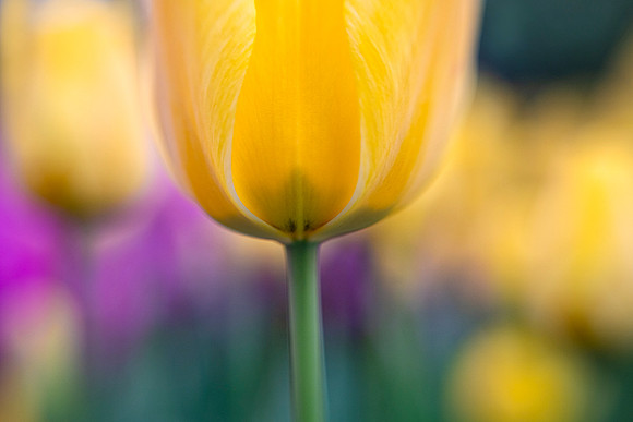 Tulip Sunshine