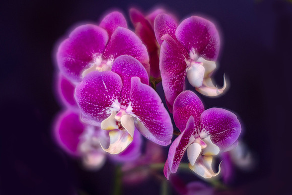 Phalaenopsis