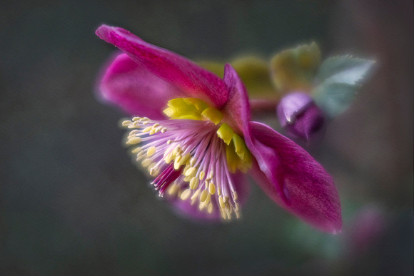 Hellebore