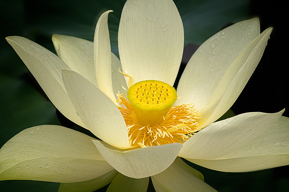 Lotus on a Rainy Day