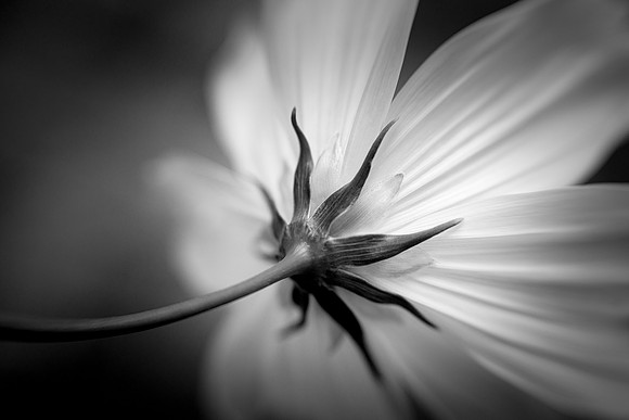Cosmos in Black and White