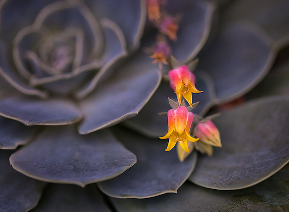 Dainty Flower of the Echeveria
