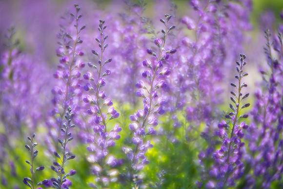 Dancing in the Sun - Blue False Indigo