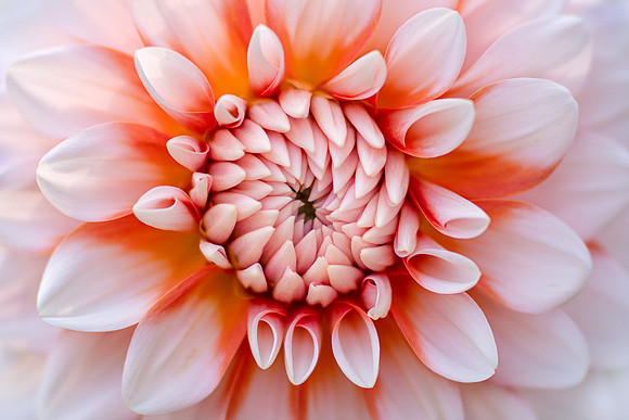 Dahlia 'A La Mode'