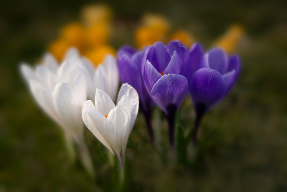 Crocuses of Evening Island