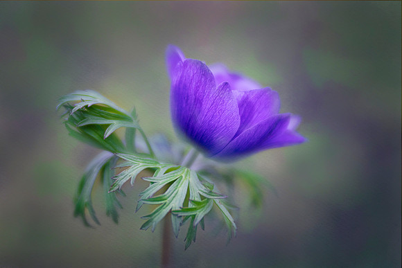 Anemone Dancer