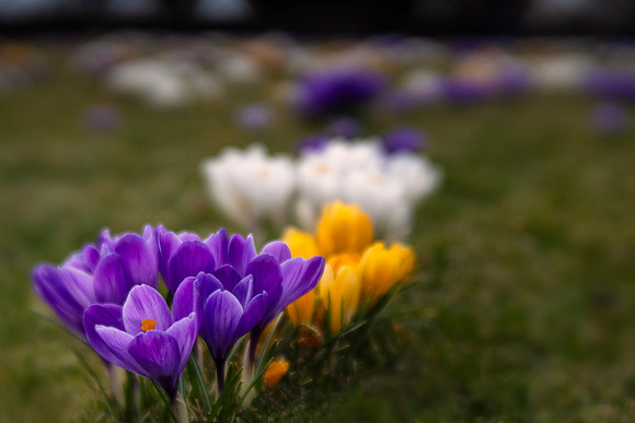 Crocuses on Evening Island