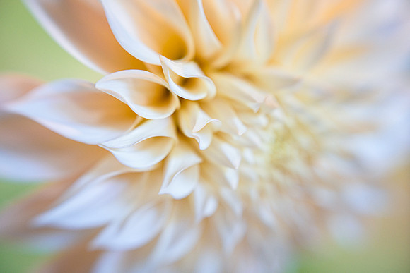 Dahlia 'Cafe Au Lait'