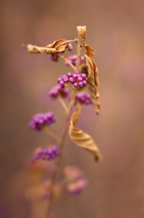 Japanese Beautyberries in Winter