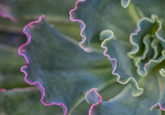 Ruffles