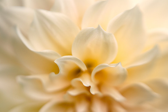 Dahlia 'Cafe Au Lait'