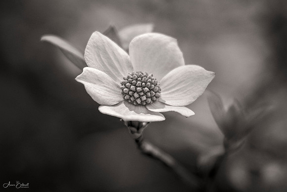 Yosemite Dogwood