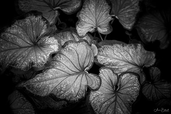 Caladium Leaves