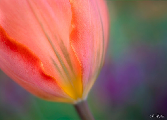 Tulip with Ruffles