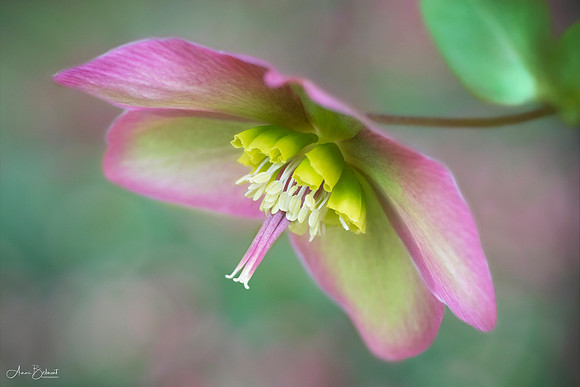 Hellebore Dancer