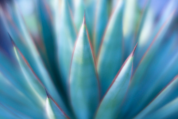 'Blue Glow' Agave