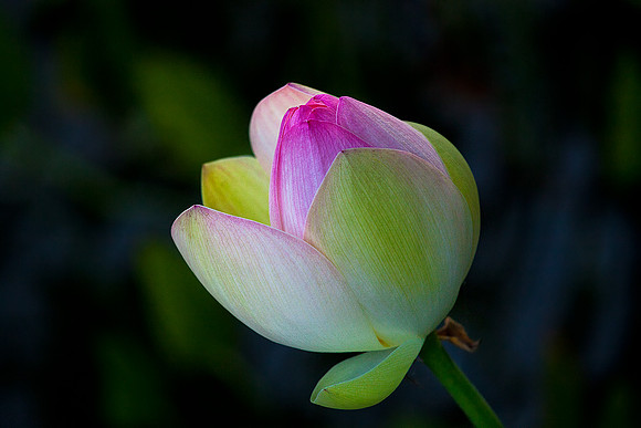 Lotus Bud in Evening Light