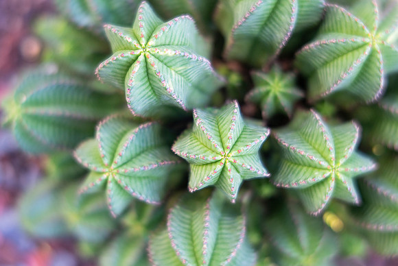 Euphorbia