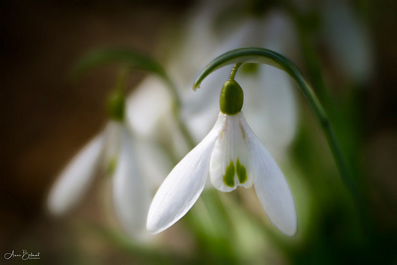 Hope for Spring