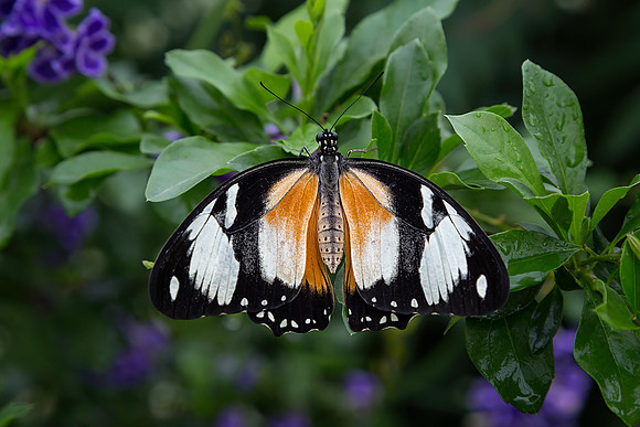 Mocker Swallowtail - Female