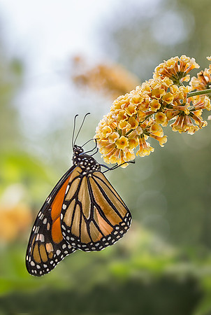 Monarch in the Garden