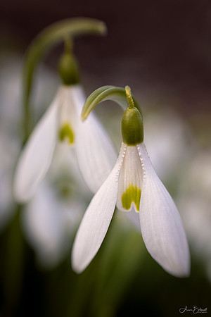 Snowdrops of Spring