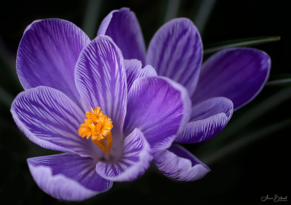Neighborhood Crocus