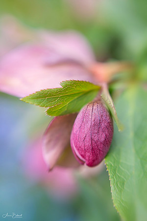Hellebore Bud